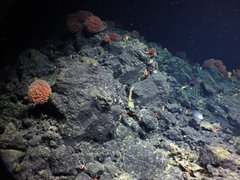 Psychrolutes phrictus