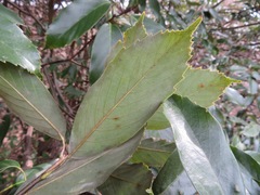 Quercus glauca