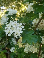 Crataegus