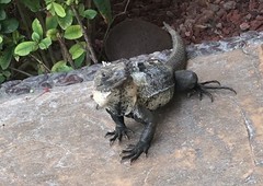 Ctenosaura pectinata