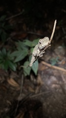 Enyalius catenatus