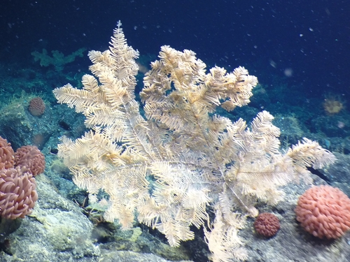 iNaturalist | (c) Fisheries and Oceans Canada, some rights reserved (CC BY-NC), uploaded by Fisheries and Oceans Canada Representative image of Schizopathidae