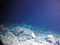 Graneledone boreopacifica