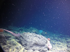 Graneledone boreopacifica