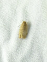 Antaeotricha haesitans