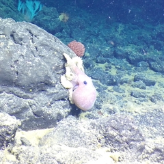 Graneledone boreopacifica