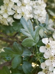 Crataegus