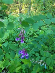 Lathyrus polyphyllus