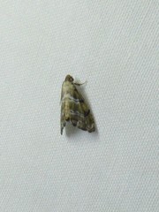 Abablemma bilineata