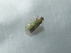 Cacotherapia flexilinealis