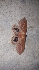 Leucanella viridescens