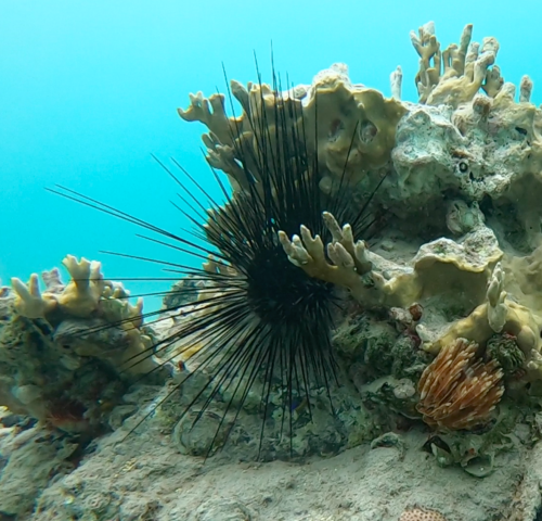 Photo of Long-spined sea urchin (Diadema antillarum)