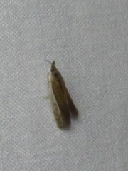 Tampa dimediatella