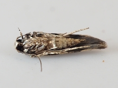 Sinoe