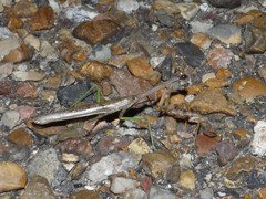 Stagmomantis resacae