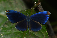 Metacharis regalis