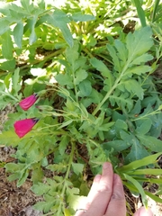 Linum grandiflorum