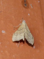Sericoplaga