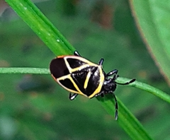 Tolono decoratus