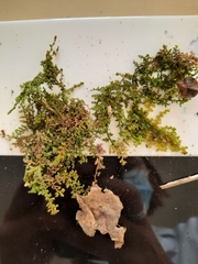 Lepidolaena taylorii