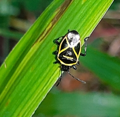 Tolono decoratus