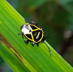 Tolono decoratus