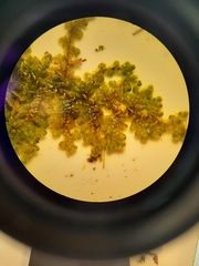 Lepidolaena taylorii