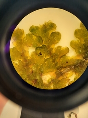 Lepidolaena taylorii