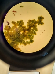 Lepidolaena taylorii