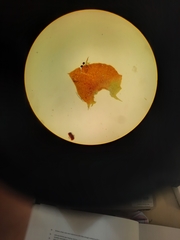 Lepidolaena taylorii