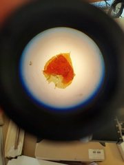 Lepidolaena taylorii