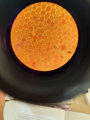 Lepidolaena taylorii