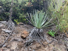 Argyroxiphium kauense