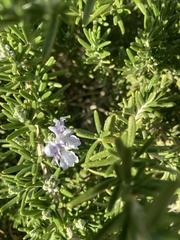 Salvia rosmarinus