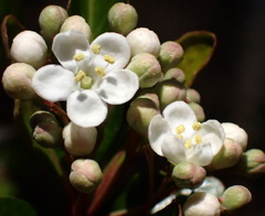 Viburnum obovatum