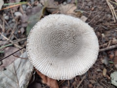 Amanita farinosa