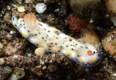 Hypselodoris sagamiensis