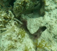 Bispira melanostigma