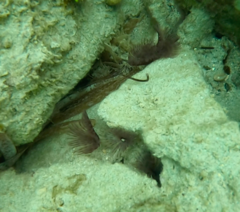 Bispira melanostigma