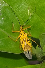 Corcia columbica