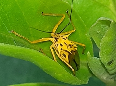 Corcia columbica