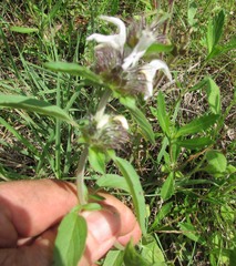 Monarda clinopodioides