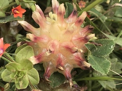 Trifolium fucatum