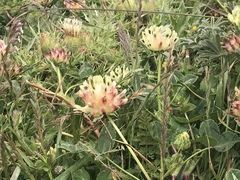 Trifolium fucatum