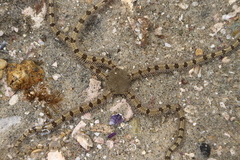 Ophionereis annulata