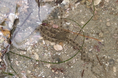 Ophionereis annulata