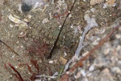 Ophionereis annulata