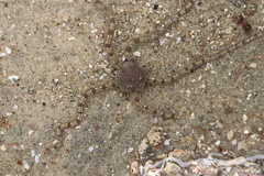 Ophionereis annulata