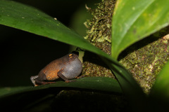 Frostius pernambucensis