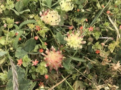 Trifolium fucatum